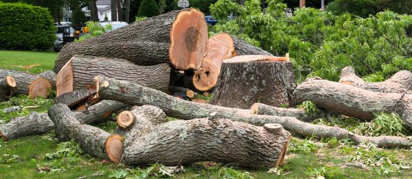 Large Tree Removal in Anacortes