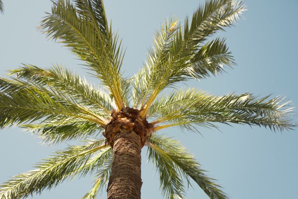 Palm Tree Removal in Anacortes