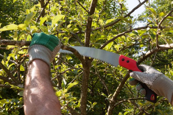 Small Tree Removal in Anacortes