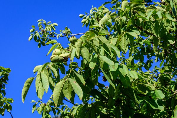 Walnut Tree Removal in Anacortes