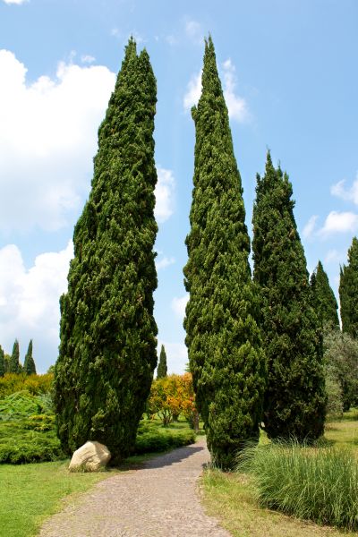 Cypress Tree Removal in Anacortes