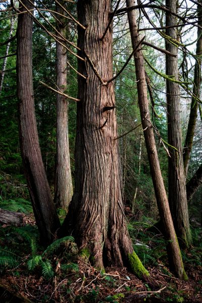 Cedar Tree Removal in Anacortes