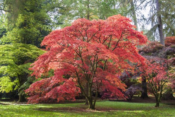 Maple Tree Removal in Anacortes