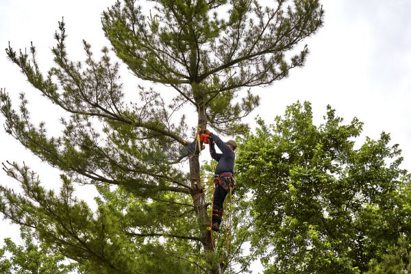Pine Tree Removal in Anacortes