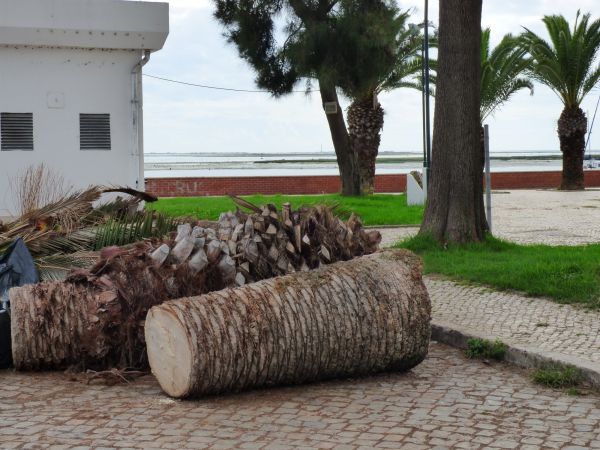 Palm Trees Removal in Anacortes