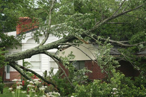 Emergency Tree Removal in Anacortes