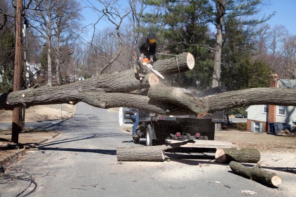 Residential Tree Removal in Anacortes